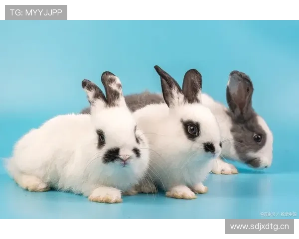 兔子的尾巴长了，那是梦想在闪耀