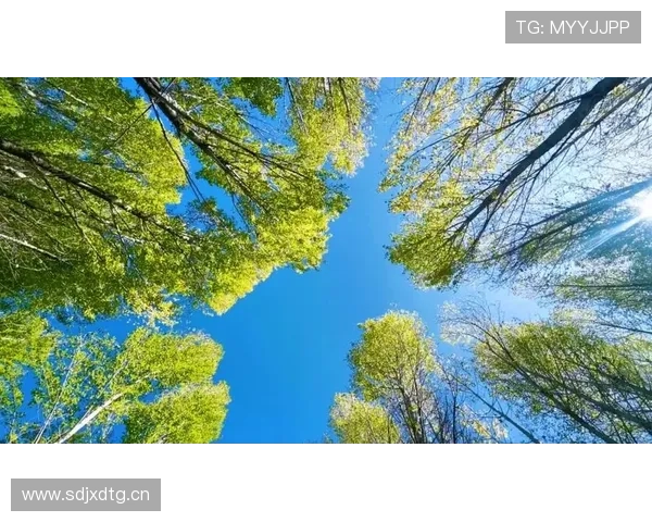 漫步云端：空中秋千，触碰心灵最柔软的涟漪